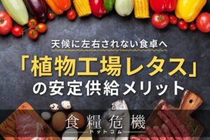 天候に左右されない食卓へ。植物工場レタスの安定供給メリット